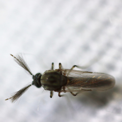 Forcipomyiinae