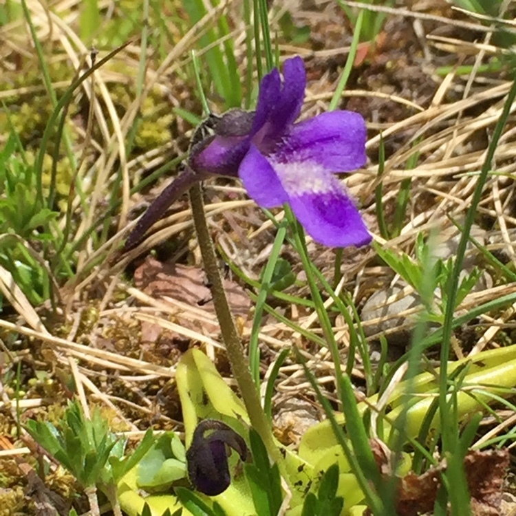 Pinguicula christinae