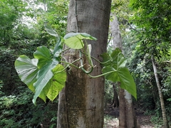Philodendron jacquinii