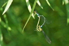 Enallagma antennatum