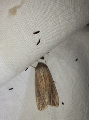 Mythimna riparia
