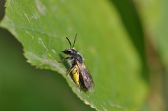 Andrena rufosignata
