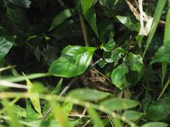 Strobilanthes flexicaulis