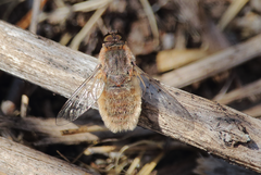 Aphoebantus chilensis
