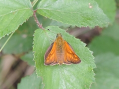 Ochlodes sylvanus