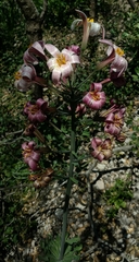 Lilium rubescens