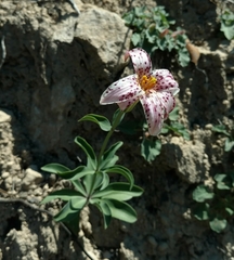 Lilium rubescens