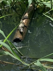 Crocodylus acutus