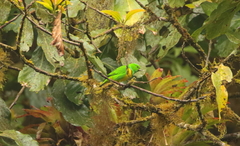 Chlorophonia occipitalis