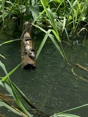 Crocodylus acutus