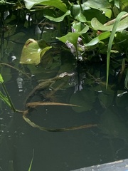 Crocodylus acutus