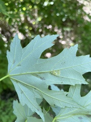 Eriophyes aceris