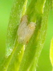 Amorphicola amorphae