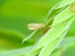 Amorphicola amorphae