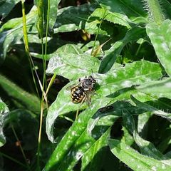 Anthidium