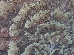 Arctoparmelia