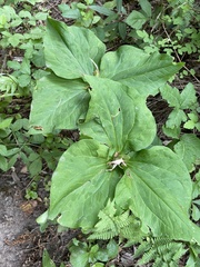 Trillium albidum