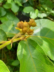 Apeiba tibourbou