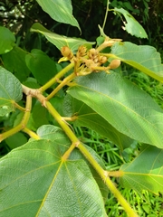 Apeiba tibourbou