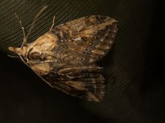 Chesias isabella