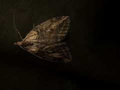 Chesias isabella