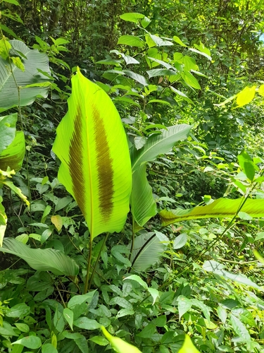 Goeppertia latifolia