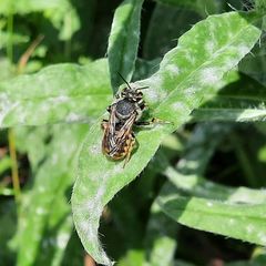Anthidium