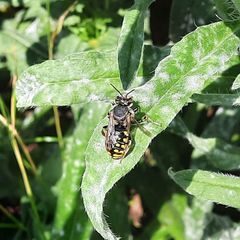 Anthidium