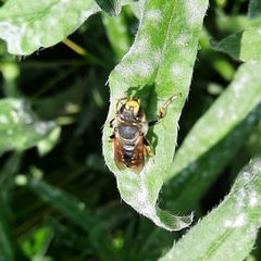 Anthidium