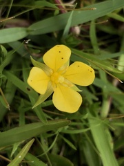 Ludwigia arcuata
