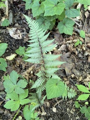 Athyrium niponicum