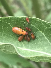 Oncopeltus fasciatus