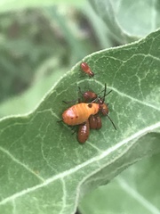 Oncopeltus fasciatus