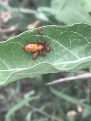 Oncopeltus fasciatus