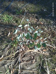 Eucalyptus tasmaniensis