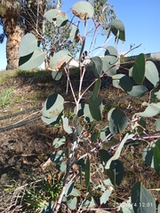 Eucalyptus tasmaniensis