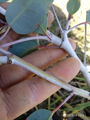 Eucalyptus tasmaniensis