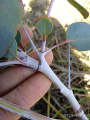 Eucalyptus tasmaniensis