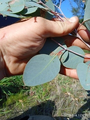 Eucalyptus tasmaniensis