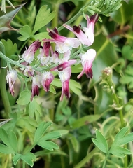 Fumaria bastardii