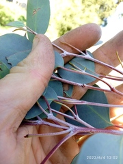 Eucalyptus tasmaniensis