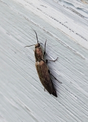 Actenicerus siaelandicus