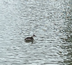 Podiceps cristatus