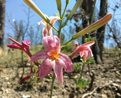 Lilium rubescens