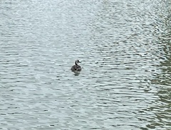 Podiceps cristatus