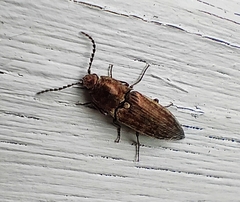 Actenicerus siaelandicus