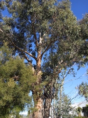 Eucalyptus tasmaniensis