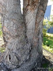 Eucalyptus tasmaniensis