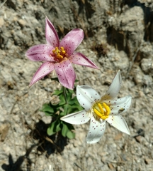 Lilium rubescens