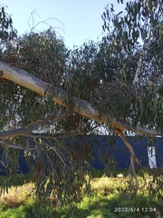 Eucalyptus tasmaniensis